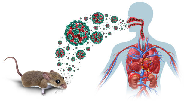 Hantavirus in the News: What International Travelers to China Should Know