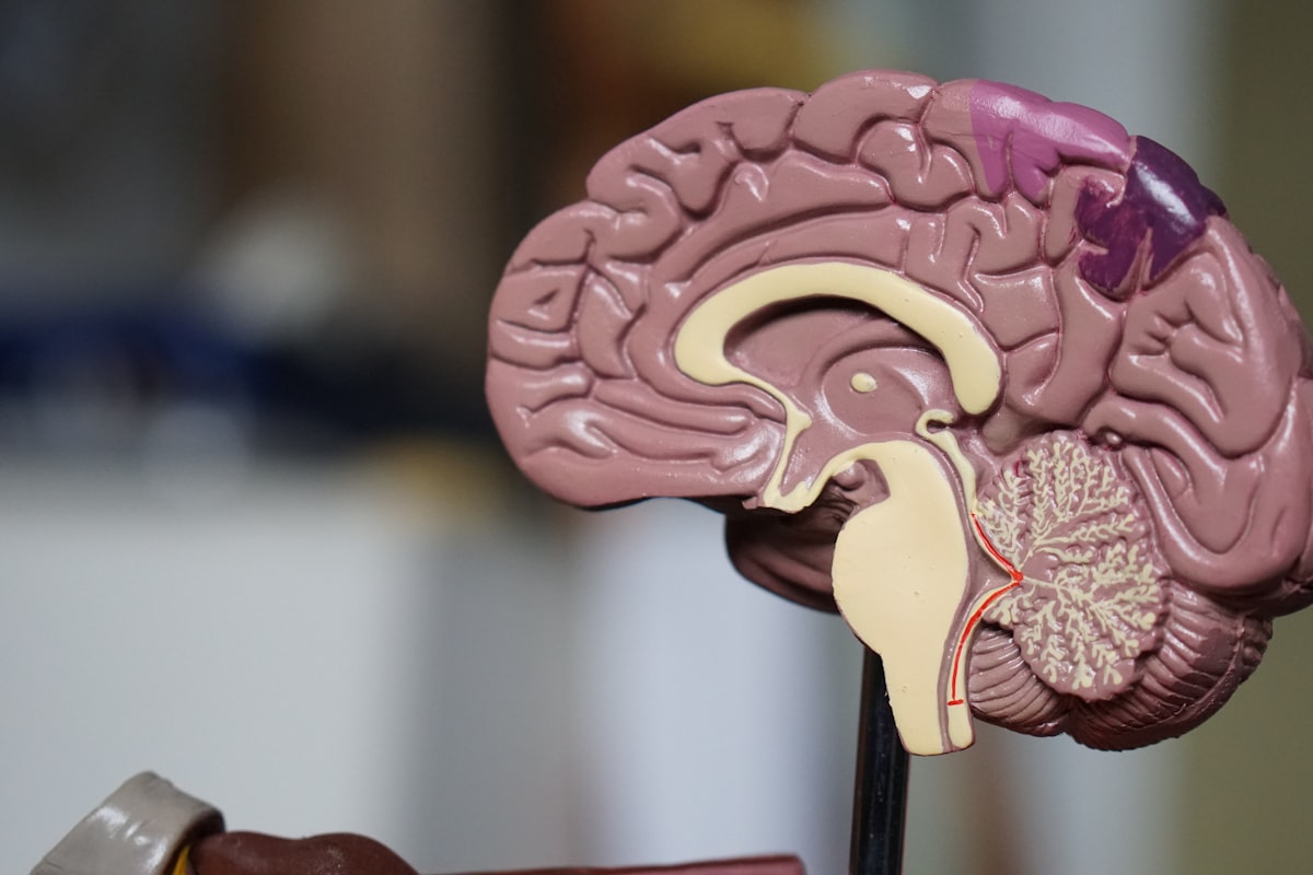 The 4.5-Hour Countdown: Why Choosing the Right Hospital During a Stroke Decides Whether You Walk Again