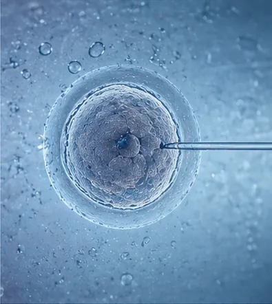 Reproductive Medicine (IVF)